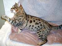TEZPURR DEUCES WILD OF STONESRIVER
