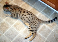 TEZPURR DEUCES WILD OF STONESRIVER
